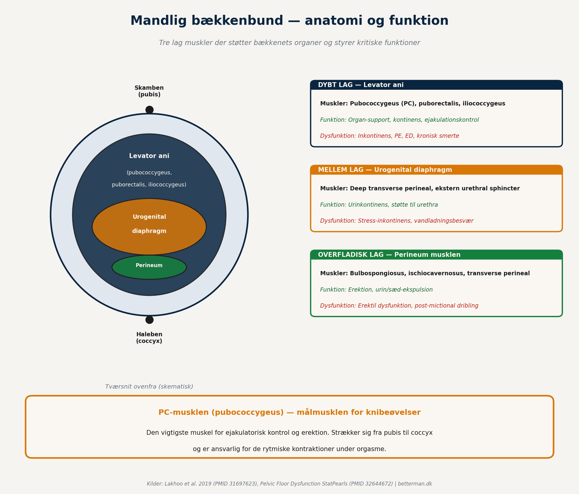 Mandlig bækkenbund — anatomi og funktion