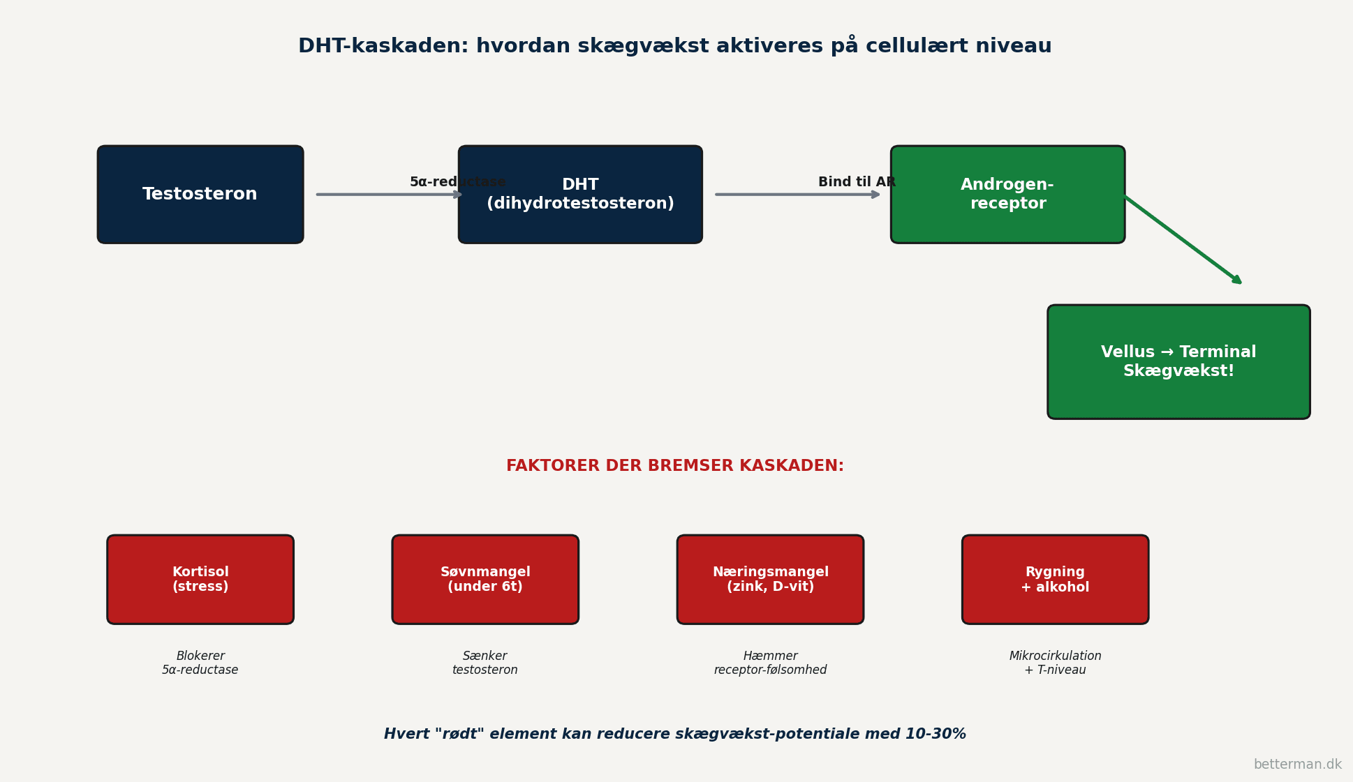 Visualisering af DHT-kaskaden fra testosteron til DHT til androgen-receptor til skægvækst plus 4 røde faktorer der bremser kaskaden inkl kortisol søvnmangel næringsmangel og rygning