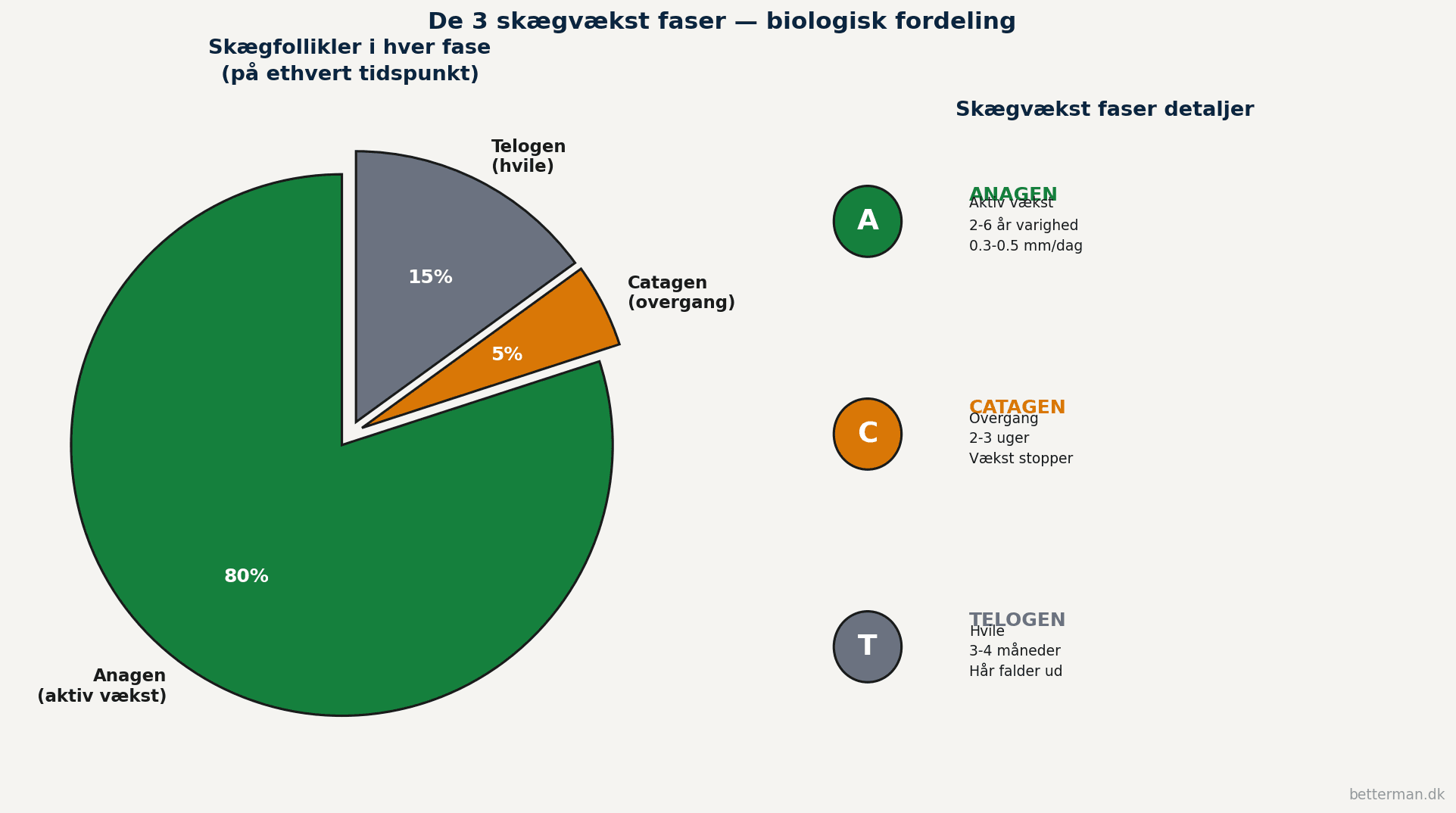 Lagkagediagram og detail-visualisering af de 3 skægvækst faser hvor 80 procent af follikler er i anagen aktiv vækst 5 procent i catagen overgang og 15 procent i telogen hvile med varigheder og daglig vækst-hastighed angivet